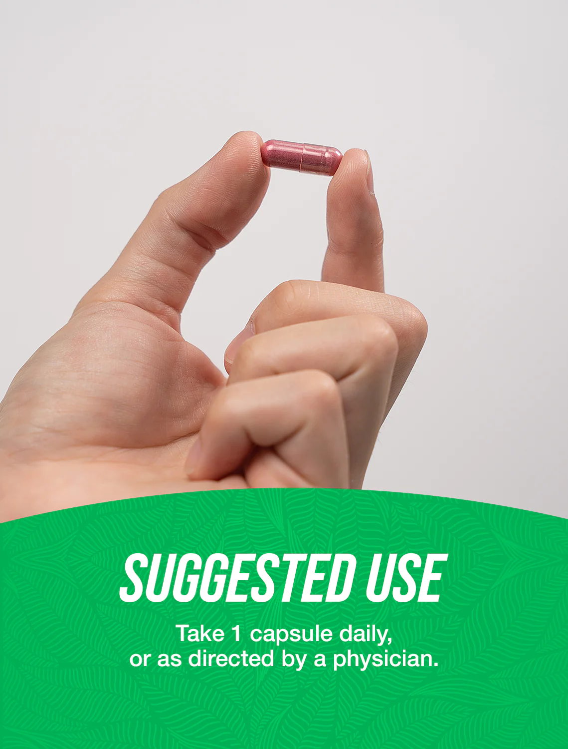 Elderberry Extract Capsules - Image 4